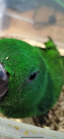 Image 1 of Hand reared baby male Solomon island eclectus parrot