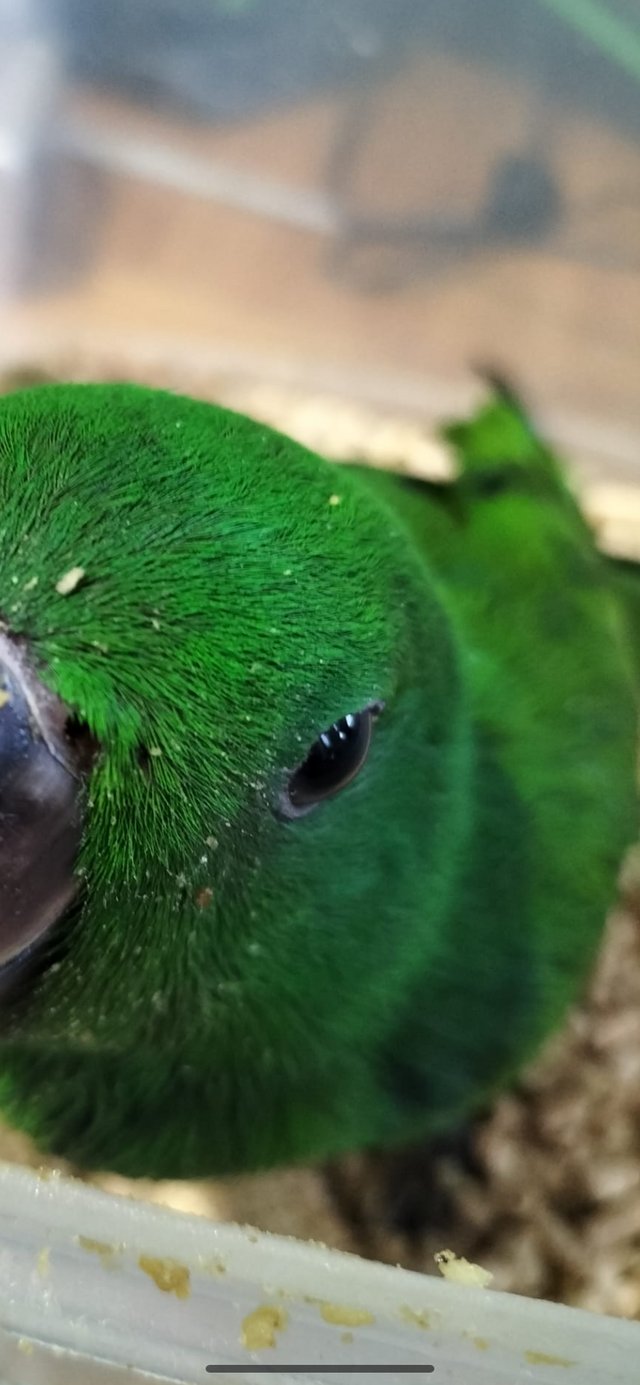 Preview of the first image of Hand reared baby male Solomon island eclectus parrot.