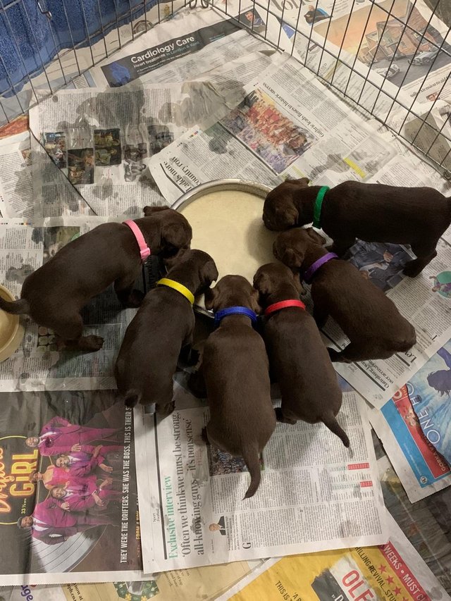 Patterdale puppies best sale for sale yorkshire