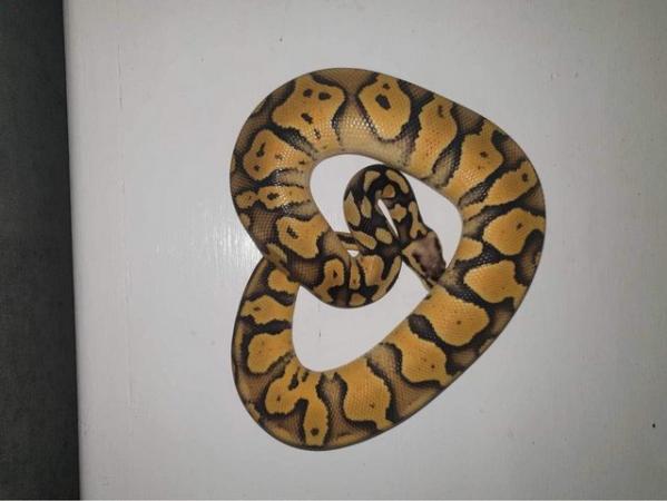 Image 4 of Royal pythons various morphs for sale