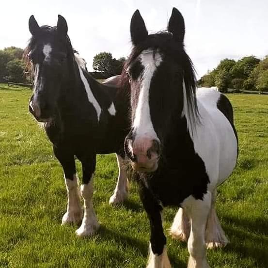 Preview of the first image of 13.2 and 15.2 horses available for part loan.