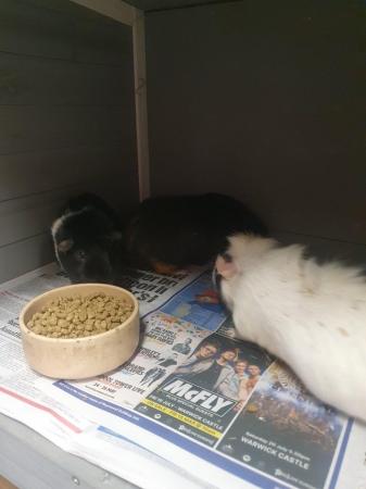 Image 8 of Guinea Pigs 4 sows complete with hutch and outdoor run