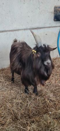 Image 2 of 3 year old entire pygmy goat billy