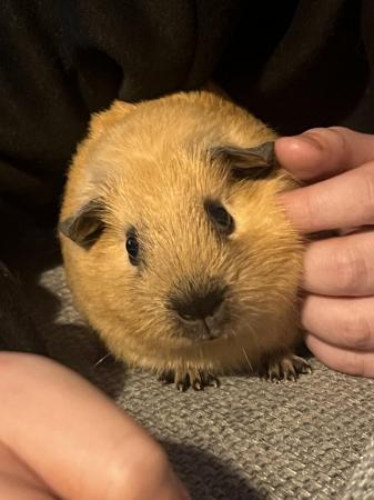 Image 3 of 3 month old male Guinea pigs