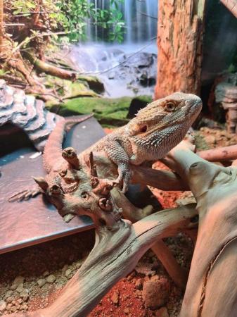 Image 2 of Bearded dragon, enclosure + extras