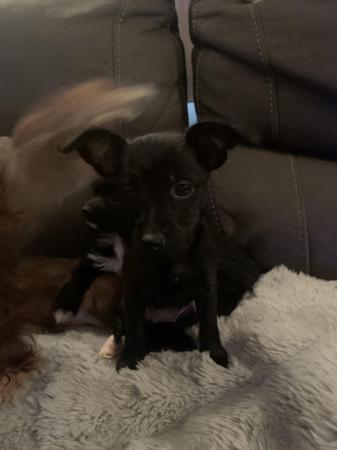Image 25 of 2 beautiful mini xoloitzcuintli mix puppies still available