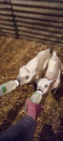 Image 2 of Valais Cross Beltex pet lambs