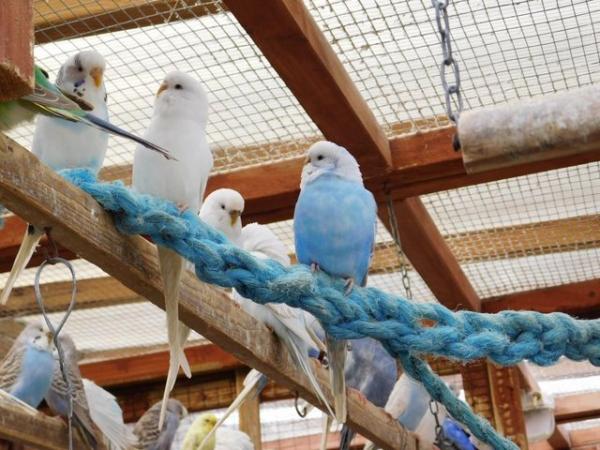 Image 5 of Budgies For Sale. Ideal Pets (Friendly) + Suit for Aviaries