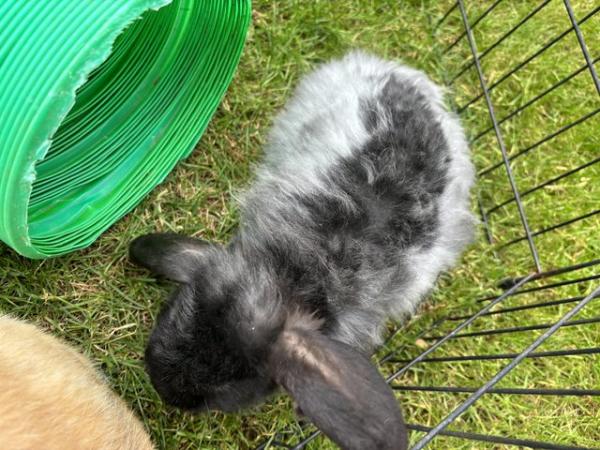 Image 6 of Male bunny for sale mini lop