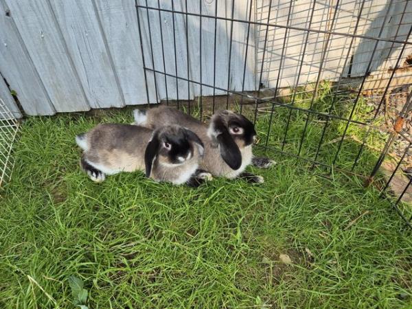 Image 7 of Mini Lop Rabbits for sale need gone ASAP!