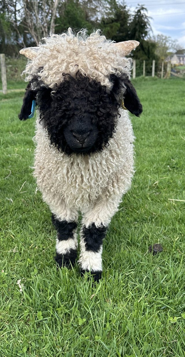 Preview of the first image of Ram lamb 12 weeks old looking for a new home.