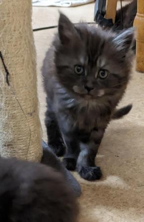 Image 1 of Beautiful fluffy kittens ready for loving homes
