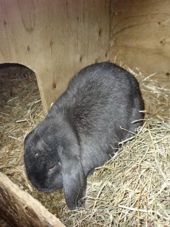 Image 4 of Mini lop baby's mixed litter hobby breeder