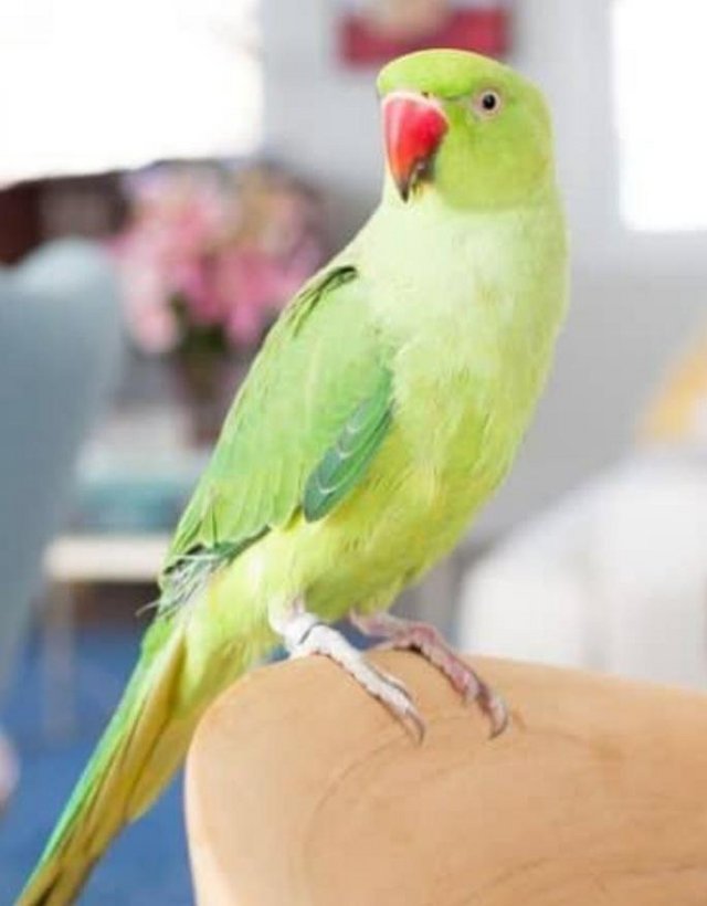 Preview of the first image of Beautiful Female Indian Ringneck.