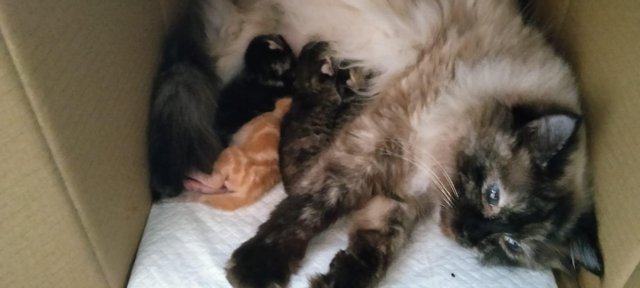 Image 9 of 5 week old Ragdoll X Kittens