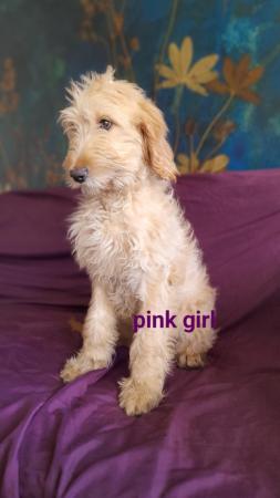 Image 20 of SOLD OUT quality red girls goldendoodle x irishdoodle