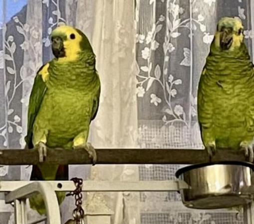 Image 1 of 2 BLUE FRONTED AMAZON PARROTS (MALES)