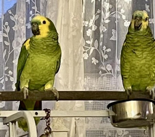 Preview of the first image of 2 BLUE FRONTED AMAZON PARROTS (MALES).