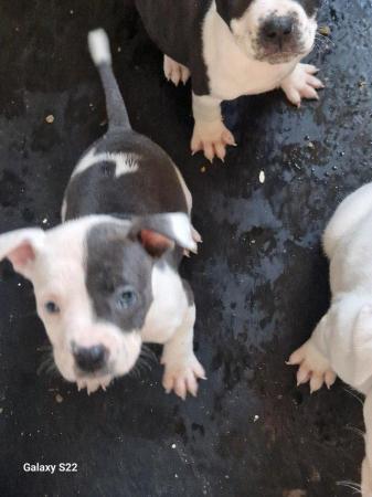 Image 6 of 10 week old Staffordshire bull terrier puppies