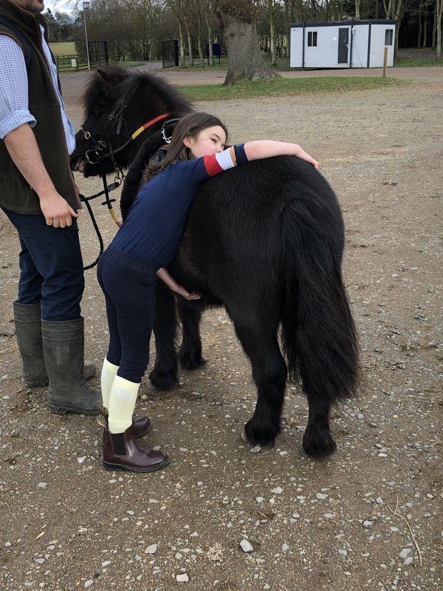 Preview of the first image of Registered Black Shetland Mare 4yrs Lead Rein.