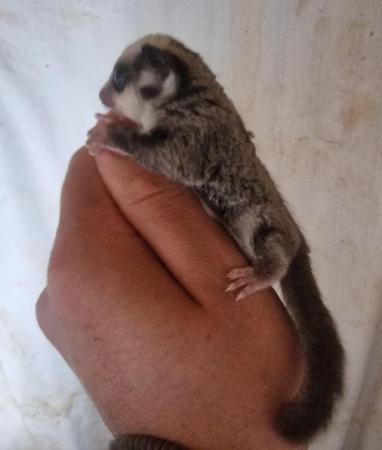 Image 2 of Baby Sugar Gliders ready now!
