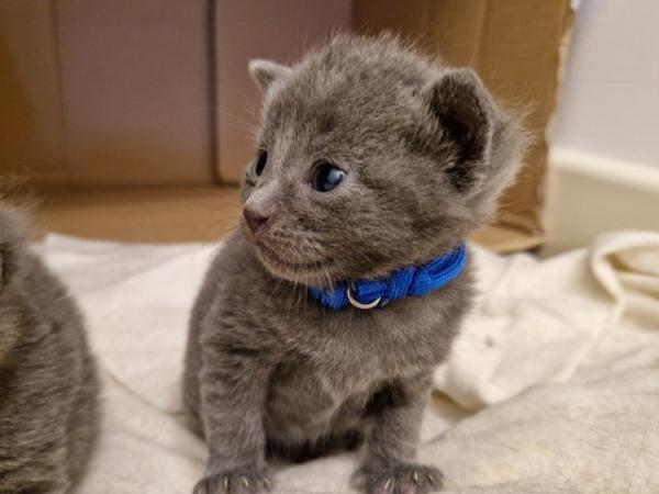 Image 11 of Russian blue Cross kittens