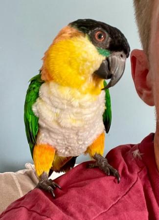 Image 5 of 2year old male Caique super silly tame for Same