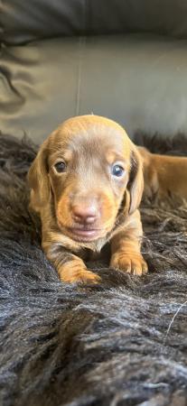 Image 5 of Outstanding miniature dachshund puppies