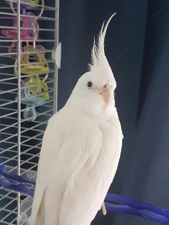 Image 2 of LOOKING FOR "QUIFF", MALE COCKATIEL, SOLD IN 2018/19