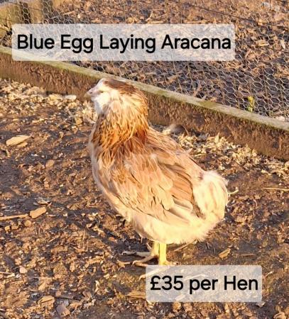 Image 6 of POL Hybrid Hens & Pure Breed Bantams for sale