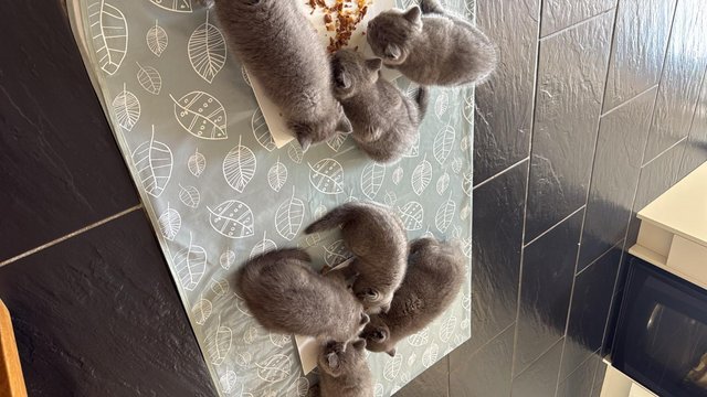 British blue short haired kittens — photo 2 of 4