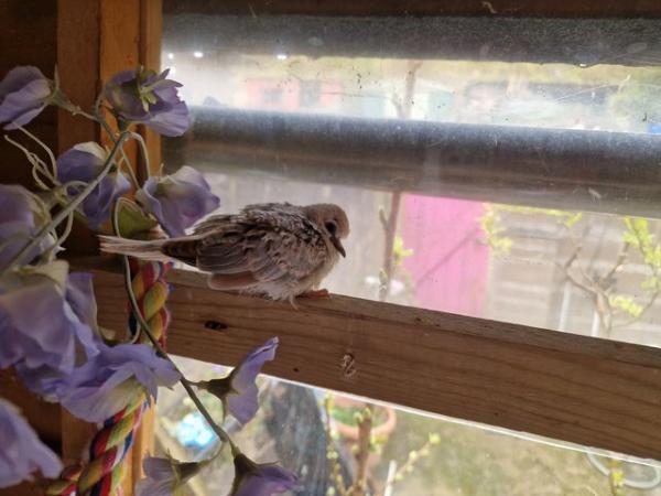 Image 4 of NOW SOLD 12 week old baby diamond dove