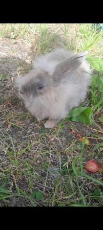 Image 13 of Lionhead with mini lop, 9 weeks old beautiful friendly baby