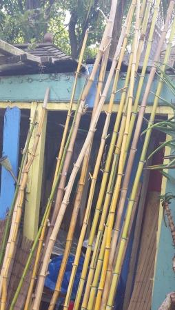 Image 6 of CANESof Bamboo.for staking, screening etc etc