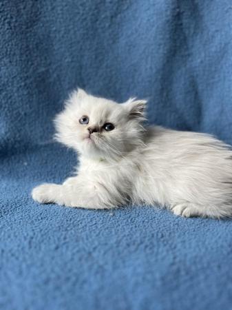 Image 2 of Stunning British Longhair kittens