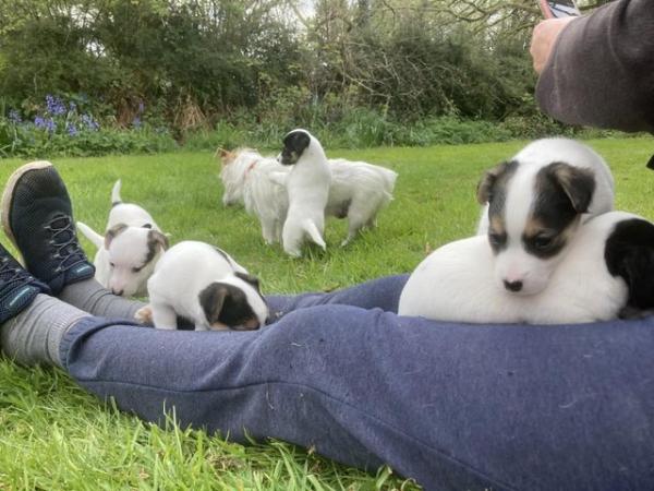 Image 6 of Jack Russell puppy for sale- Last one left