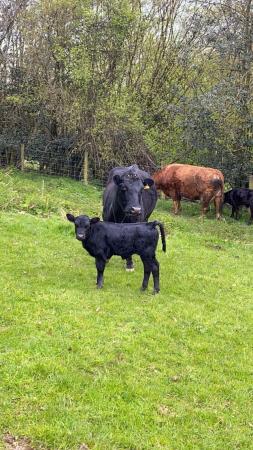 Image 2 of Dexter cows and calves for sale