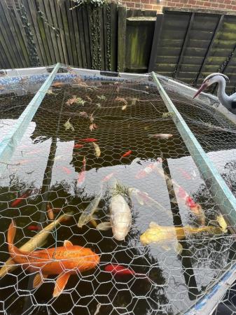 Image 3 of Koi carp fish for sale some over 30cm long