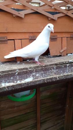 Image 2 of Pure White Doves for dovecotes