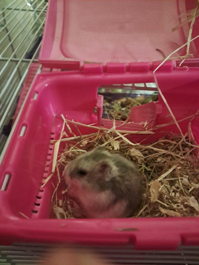 hamster cage Pets For Sale in Lincoln Preloved