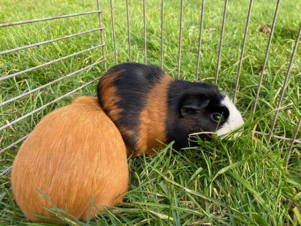 Image 4 of Unrelated adult breeding pairs of guinea pigs