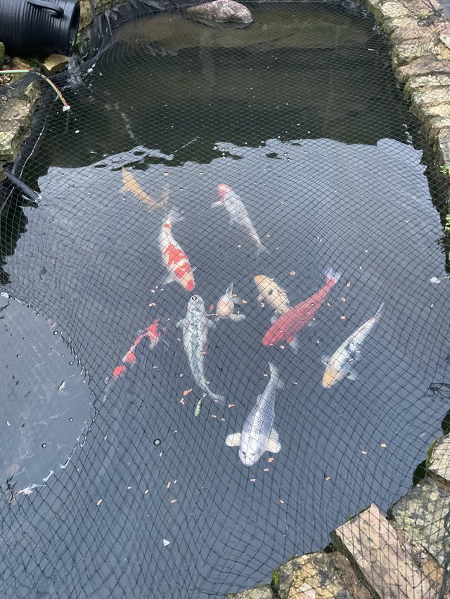 Preview of the first image of Koi Carp and 1 sturgeon.