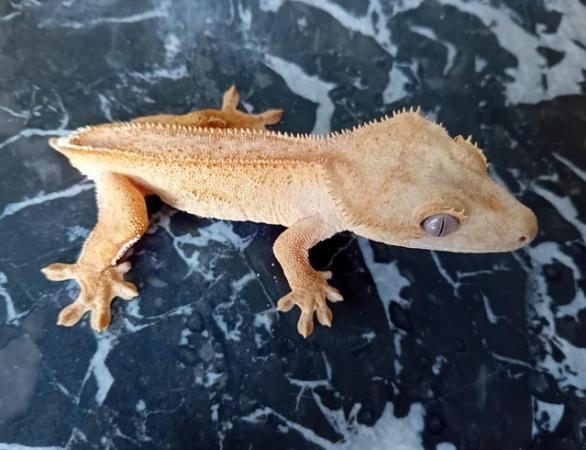 Image 3 of Yellow (Spot- free) Female Crested Gecko