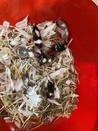 Image 4 of 6 week old mice for rehoming ASAP