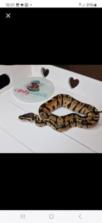 Image 3 of Male Ball Pythons various available