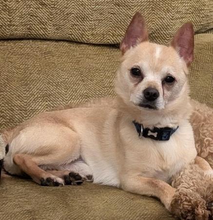 Image 3 of Chihuahua male dog for sale