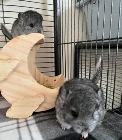 Image 4 of 12 week old Chinchilla for sale