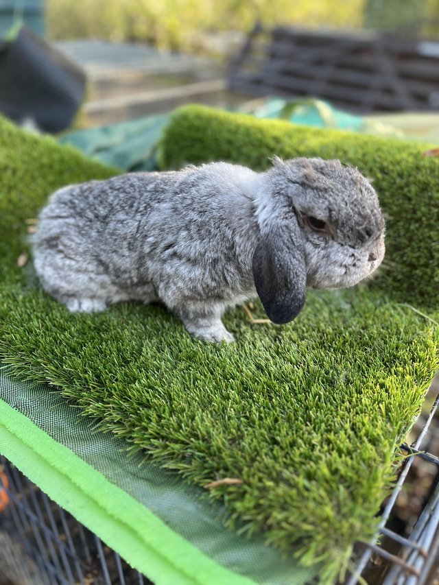Mini lop female neautred…………… — photo 3 of 4
