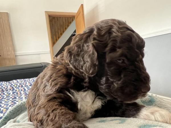 Image 4 of Lovely Lagotto Romagnolo hypoallergenic puppies