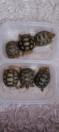 Image 8 of Leopard tortoise babies